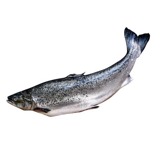 Salmon Rosado Entero Eviscerado Premium Fresco X Kg